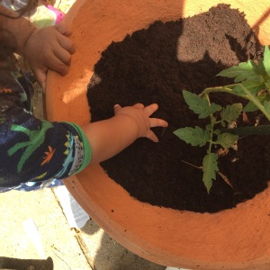 garden,plants, tomato,baby, toddler,sensory